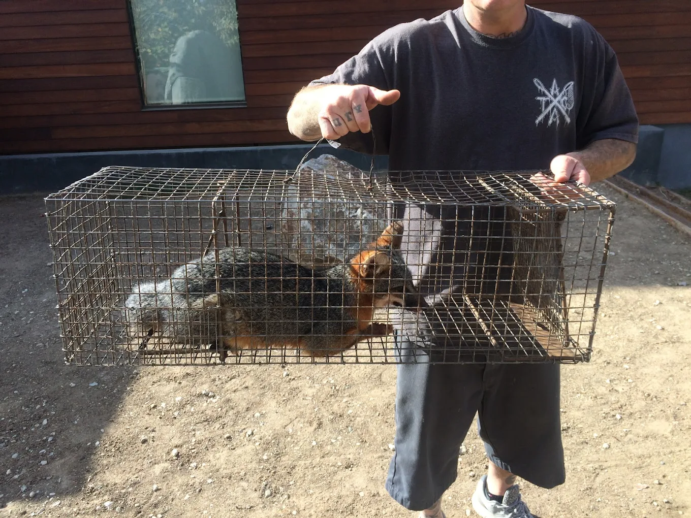 All City Animal Trapping